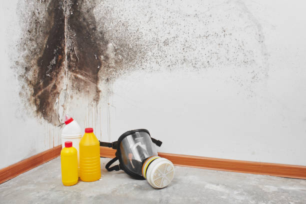 Best Mold Damage Restoration  in Parkland, FL